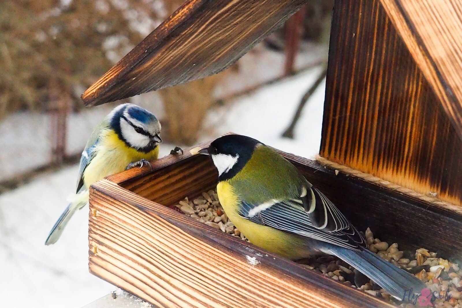 Jak dokarmiać ptaki zimą, aby im nie szkodzić