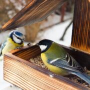 Jak dokarmiać ptaki zimą, aby im nie szkodzić