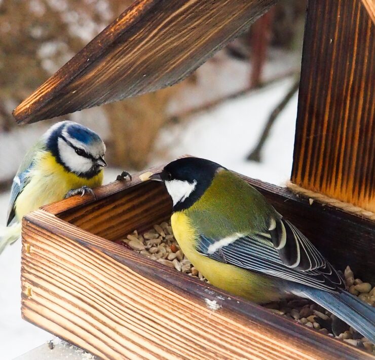 Jak dokarmiać ptaki zimą, aby im nie szkodzić