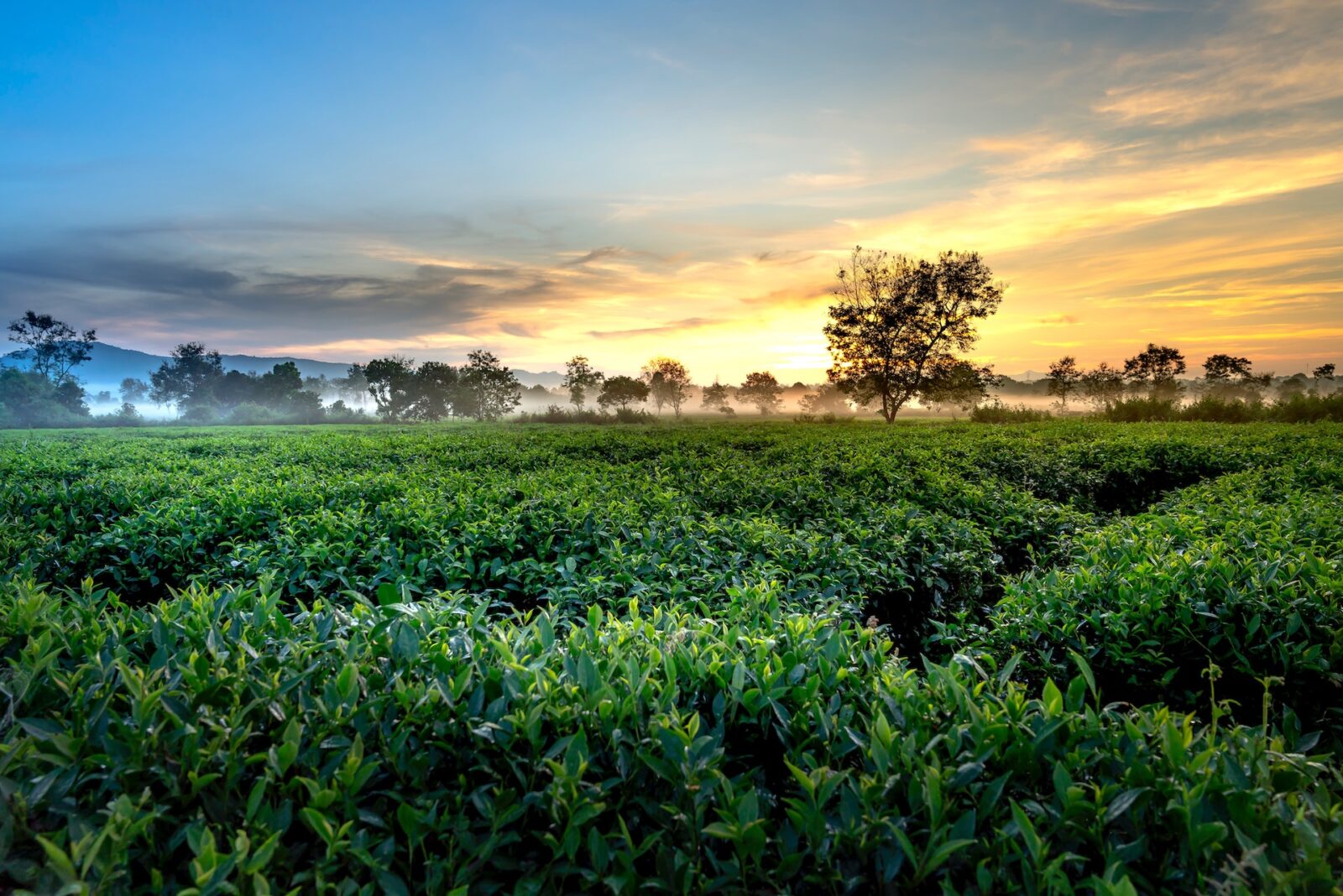 Herbata ekologiczna - dlaczego jest lepsza od zwykłej