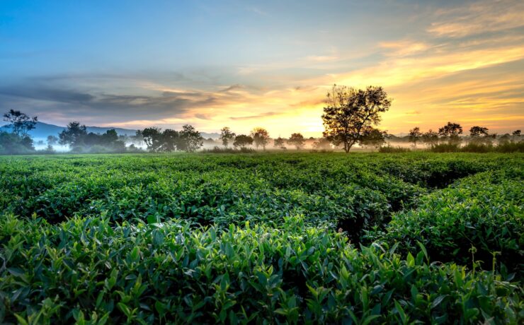 Herbata ekologiczna - dlaczego jest lepsza od zwykłej