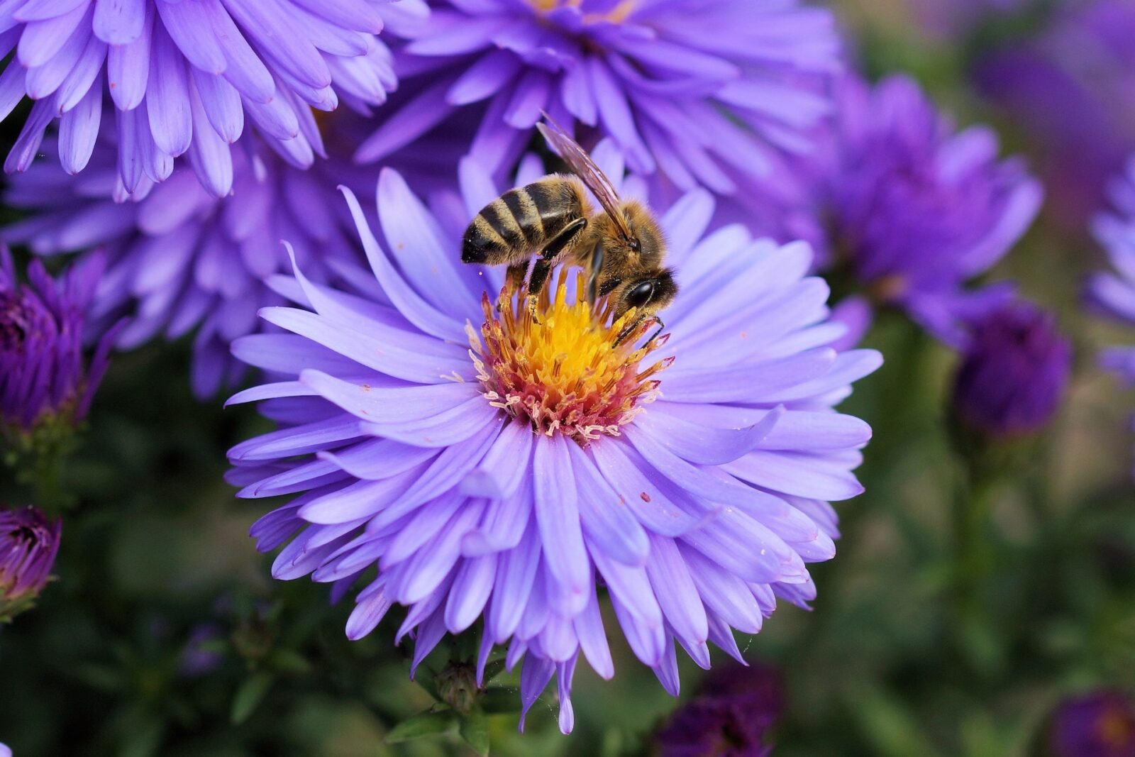 Jak ratować pszczoły (i dlaczego warto to robić)