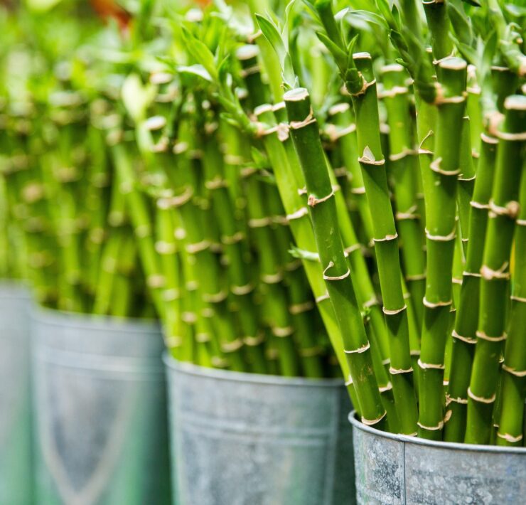 Bambus – naturalna alternatywa dla plastiku