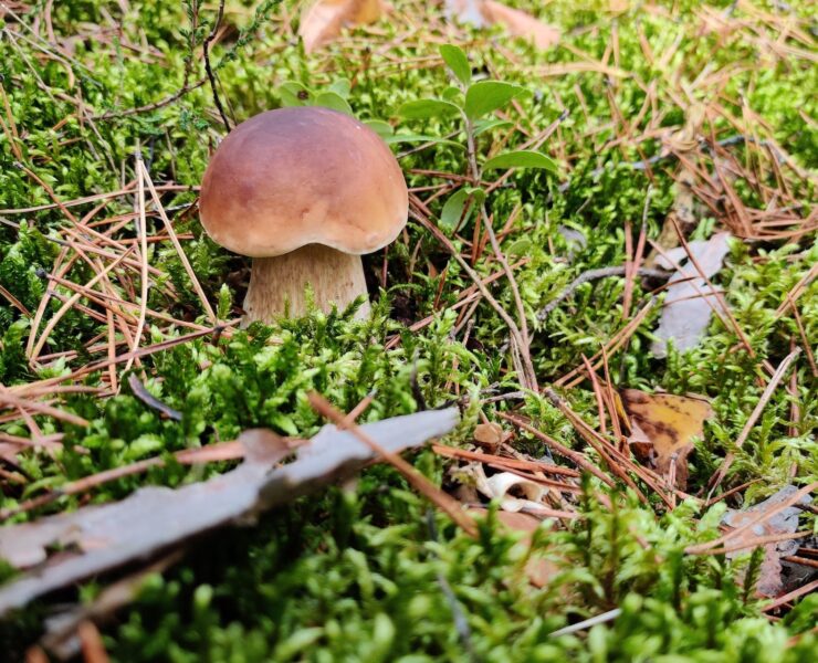 Jak zbierać grzyby, by nie szkodzić środowisku?