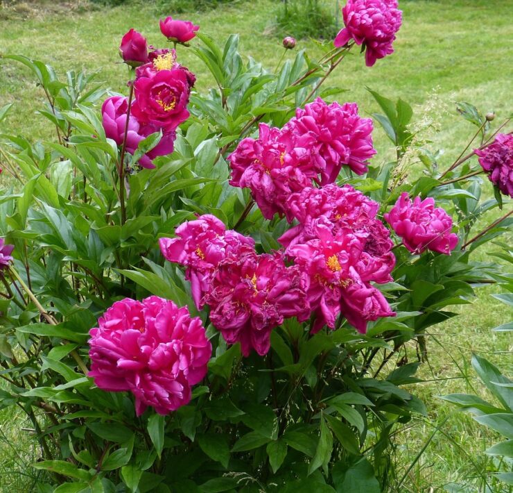 Piwonie - jak nawozić naturalnie