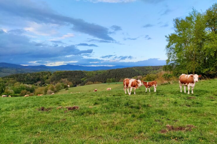 Pielęgnacja łąk i pastwisk - poznaj 5 najczęstszych błędów!