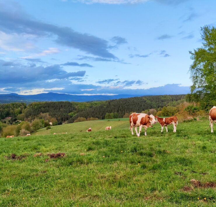 Pielęgnacja łąk i pastwisk - poznaj 5 najczęstszych błędów!