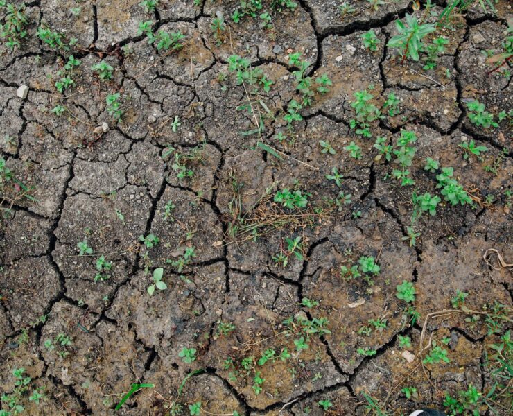 Susza w Polsce - rodzaje, skutki i sposoby przeciwdziałania