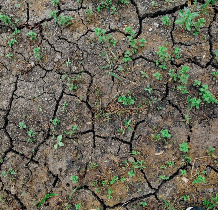 Susza w Polsce - rodzaje, skutki i sposoby przeciwdziałania