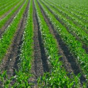 Rolnictwo regeneratywne: trend, który może uratować glebę i plony