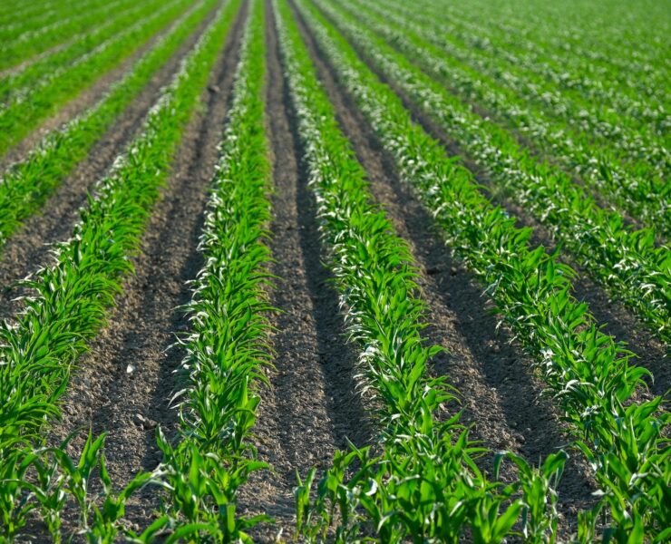 Rolnictwo regeneratywne: trend, który może uratować glebę i plony