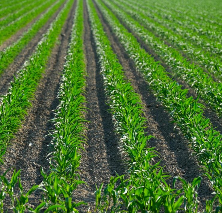 Rolnictwo regeneratywne: trend, który może uratować glebę i plony